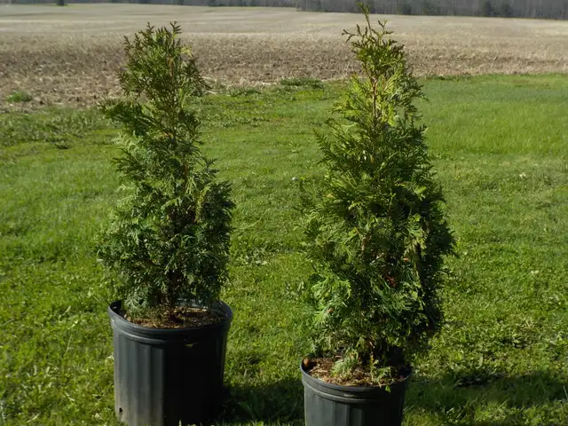 CEDAR TREES FOR SALE - Photo 8