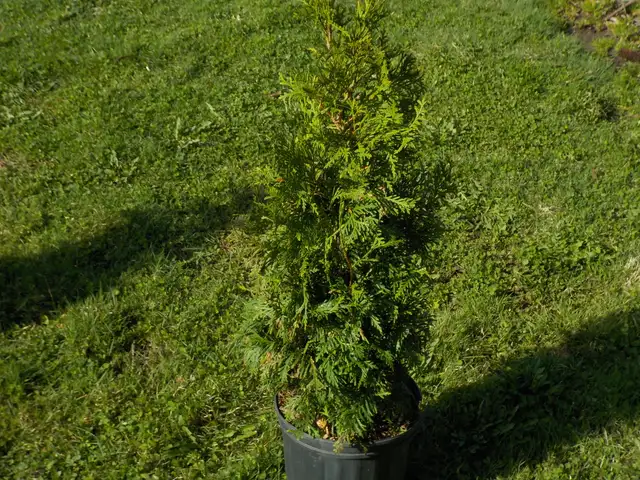 CEDAR TREES FOR SALE - Photo 9