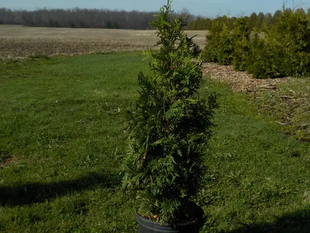 CEDAR TREES FOR SALE - Photo 10