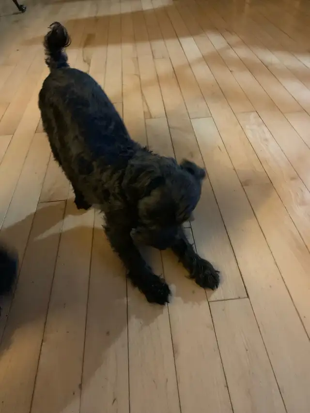 looking for a small male dog stud