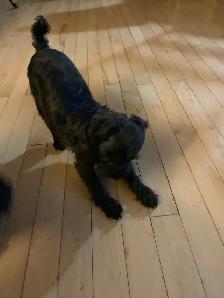 looking for a small male dog stud