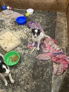 2 Female Border Collies For Sale