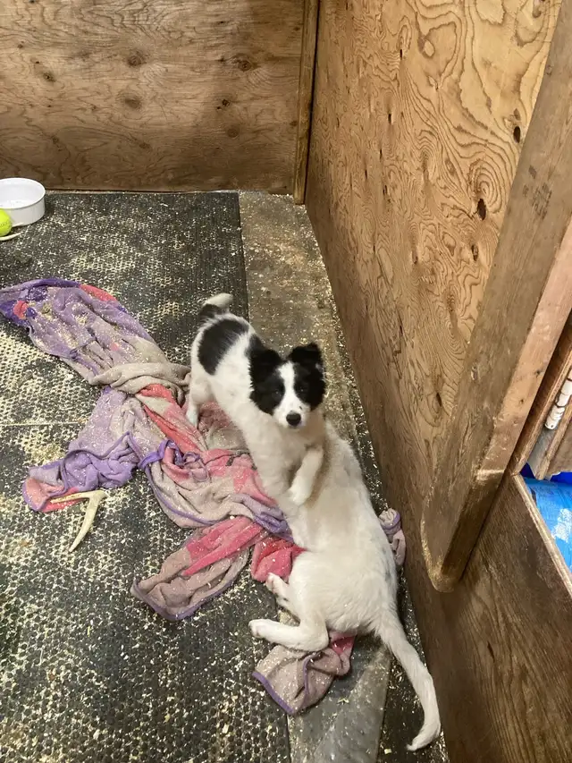 2 Female Border Collies For Sale - Photo 2