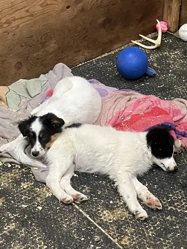 2 Female Border Collies For Sale - Photo 3