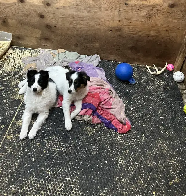 2 Female Border Collies For Sale - Photo 4