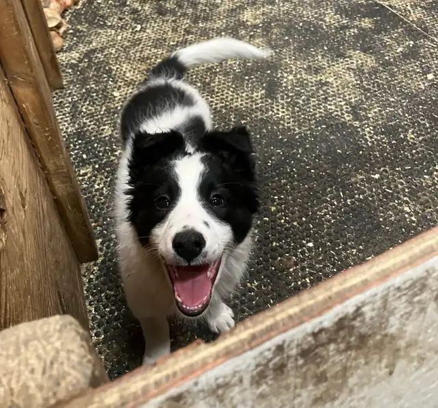 2 Female Border Collies For Sale - Photo 5