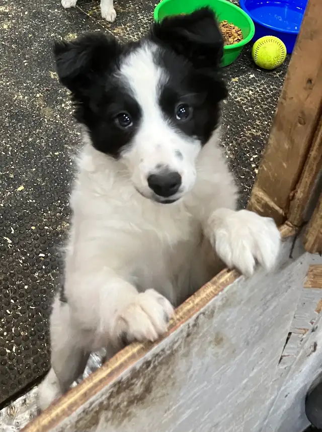 2 Female Border Collies For Sale - Photo 6