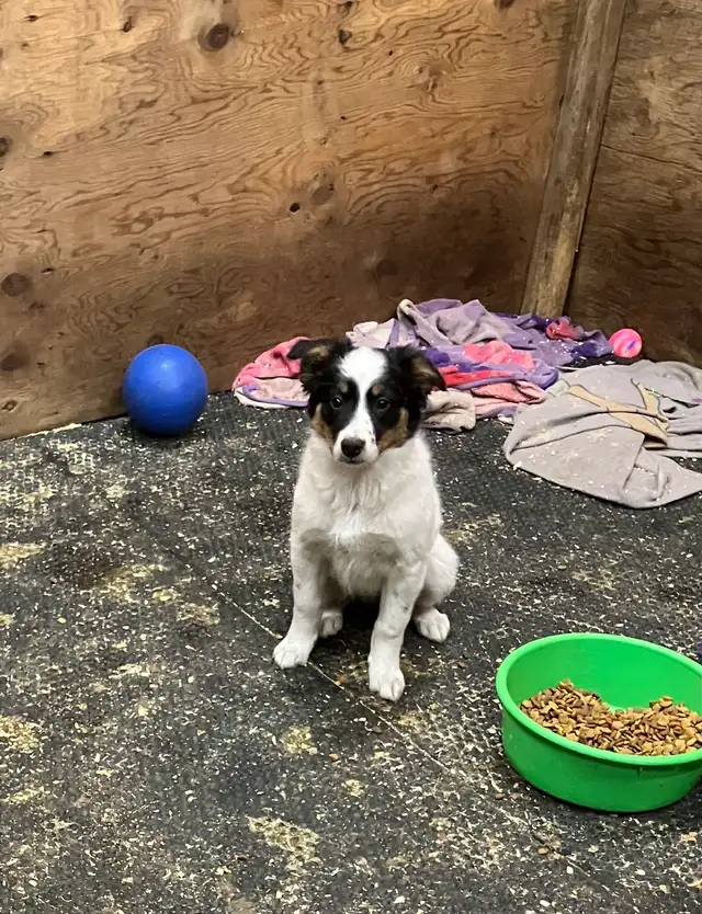 2 Female Border Collies For Sale - Photo 7