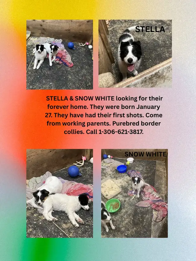 2 Female Border Collies For Sale - Photo 8