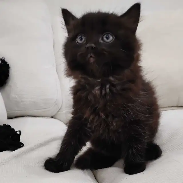 Chaton Sibérien hypoallergene - Photo 5