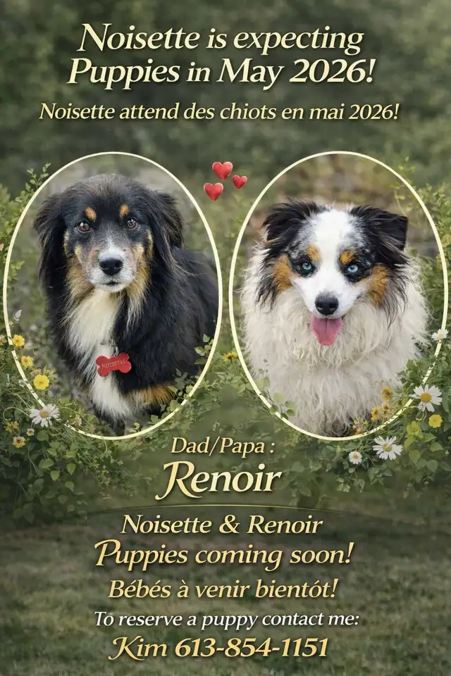 Australian Shepherd Puppies coming in May♥️