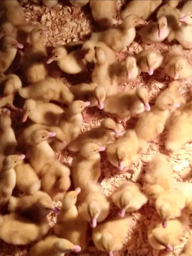 LIVE SMALL ANIMAL CONSIGNMENT AUCTION-APRIL 25