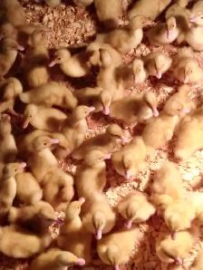 LIVE SMALL ANIMAL CONSIGNMENT AUCTION-APRIL 25