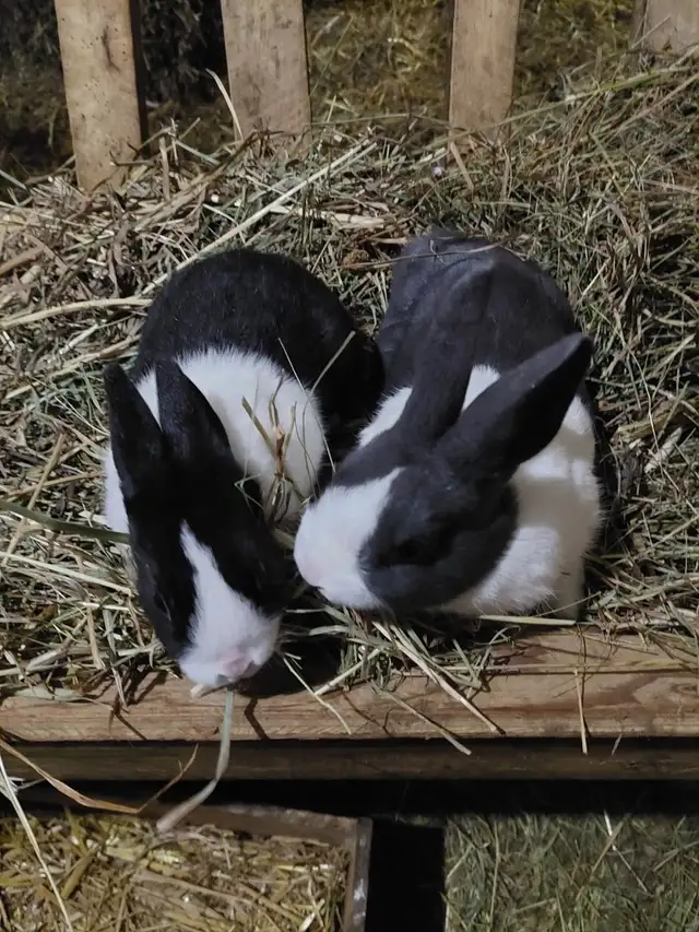 LIVE SMALL ANIMAL CONSIGNMENT AUCTION-APRIL 25 - Photo 2