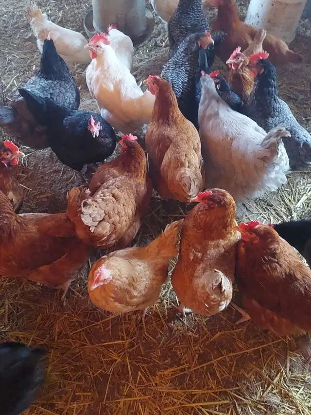 LIVE SMALL ANIMAL CONSIGNMENT AUCTION-APRIL 25 - Photo 3