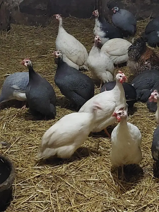 LIVE SMALL ANIMAL CONSIGNMENT AUCTION-APRIL 25 - Photo 4