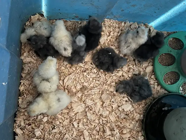 Blue and Splash Silkie Chicks