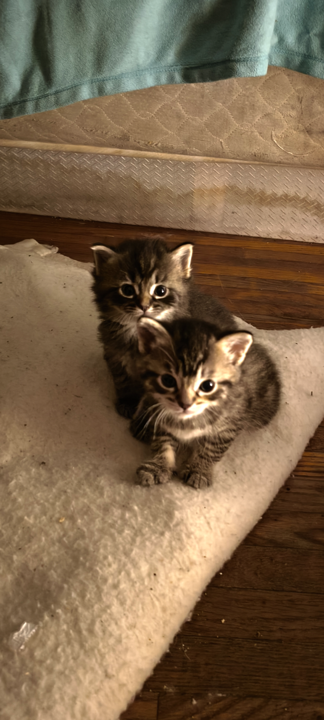 Baby kittens for sale