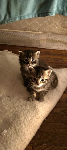 Baby kittens for sale