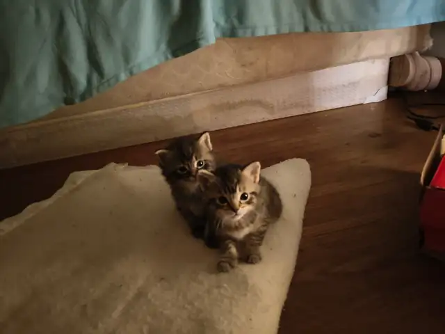 Baby kittens for sale - Photo 2