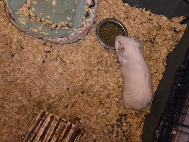 3 Guinea Pigs - Photo 2