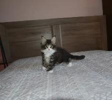 MAINE COON KITTENS, PUREBRED, POLYDACTYL