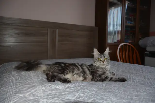 MAINE COON KITTENS, PUREBRED, POLYDACTYL - Photo 6