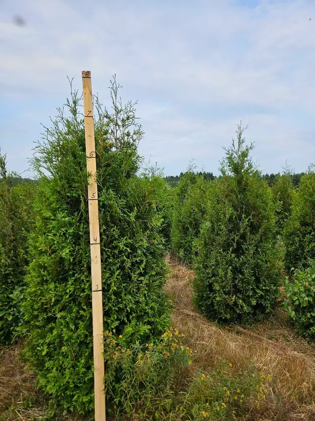 cèdres cultiver à haie plantation