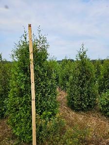 cèdres cultiver à haie plantation