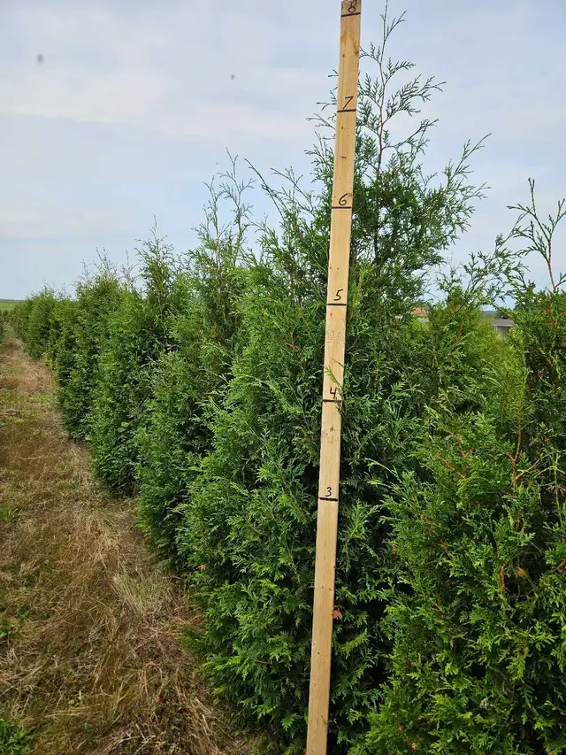 cèdres cultiver à haie plantation - Photo 2