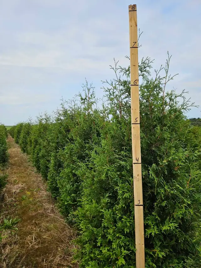 cèdres cultiver à haie plantation - Photo 3