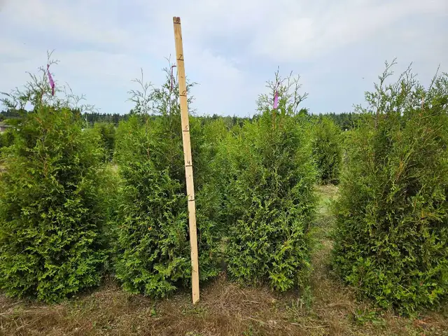 cèdres cultiver à haie plantation - Photo 4