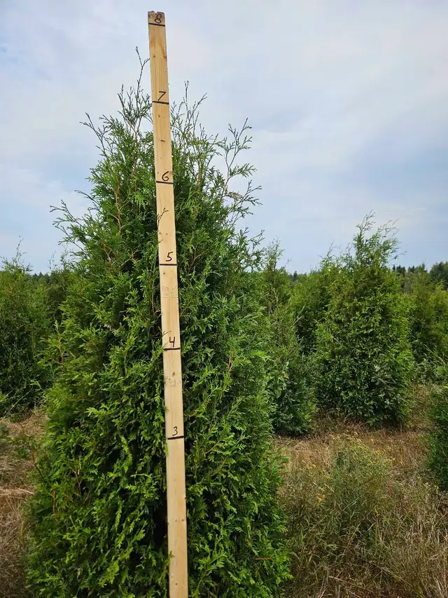 cèdres cultiver à haie plantation - Photo 5