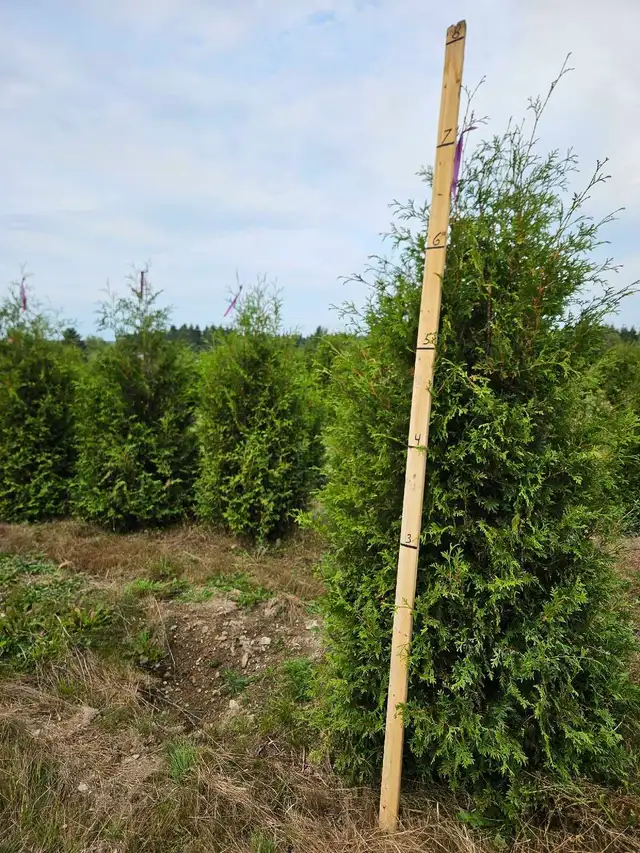 cèdres cultiver à haie plantation - Photo 6