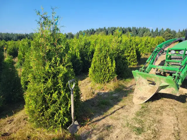 cèdres cultiver à haie plantation - Photo 7