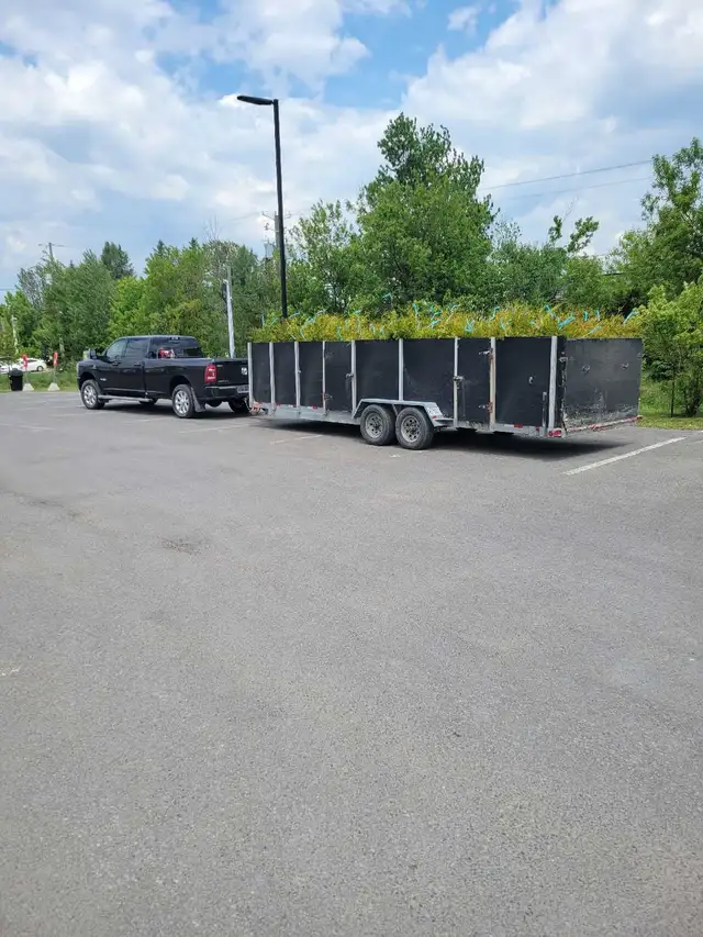 cèdres cultiver à haie plantation - Photo 8
