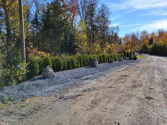 cèdres cultiver à haie plantation - Photo 9