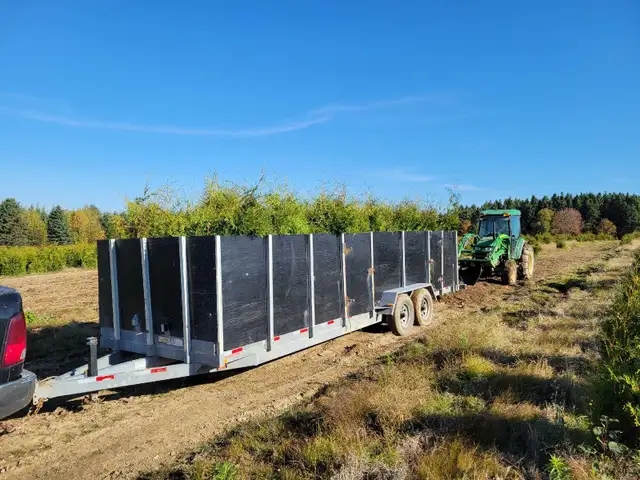 cèdres cultiver à haie plantation - Photo 10
