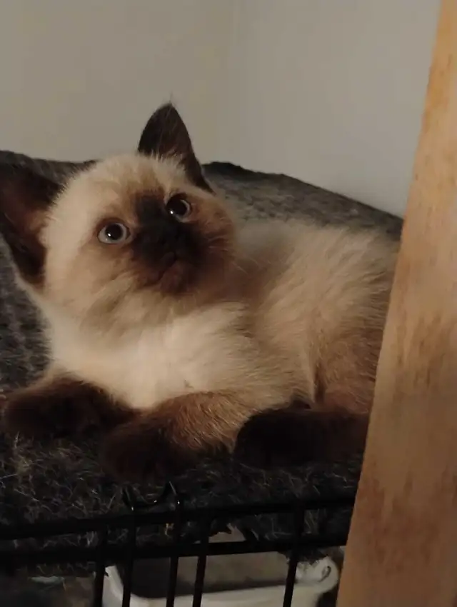 chatons Ragdoll à adopter