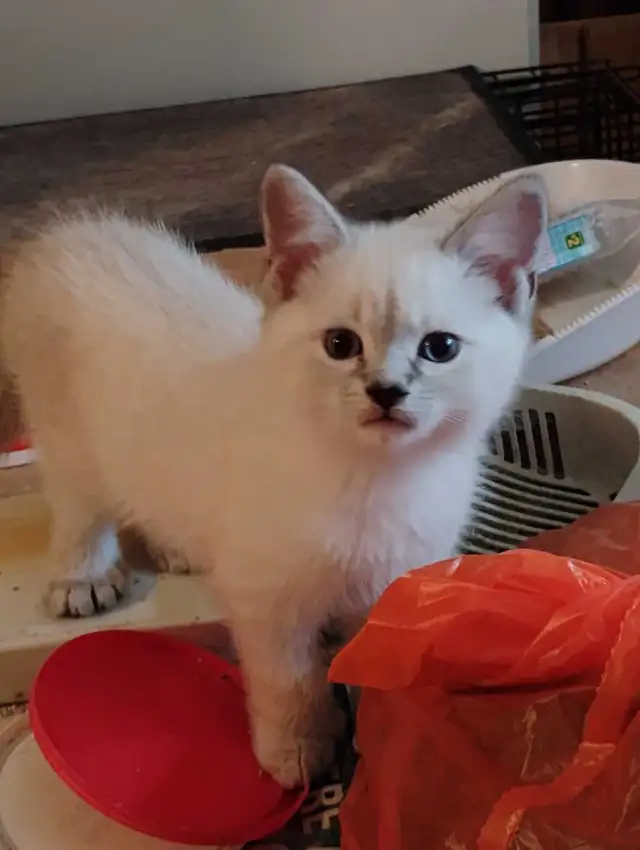 chatons Ragdoll à adopter - Photo 2