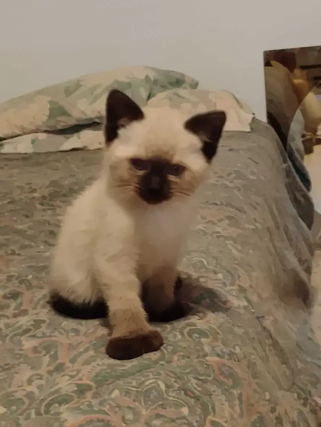 chatons Ragdoll à adopter - Photo 5