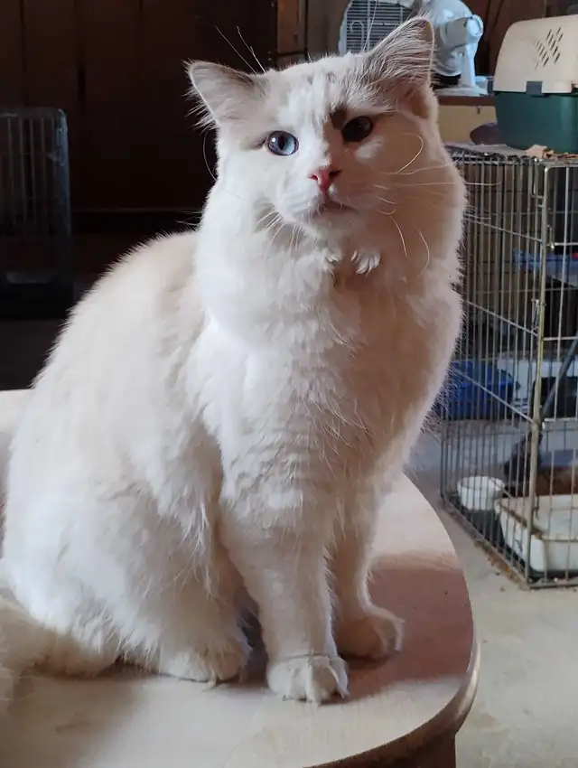 chatons Ragdoll à adopter - Photo 7