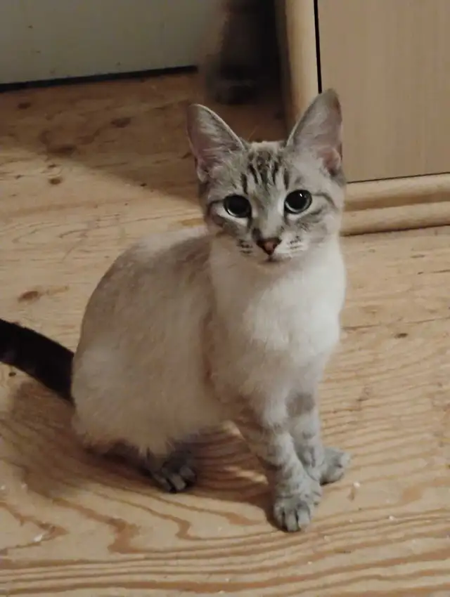 chatons Ragdoll à adopter - Photo 10