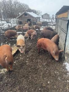 Butcher pigs