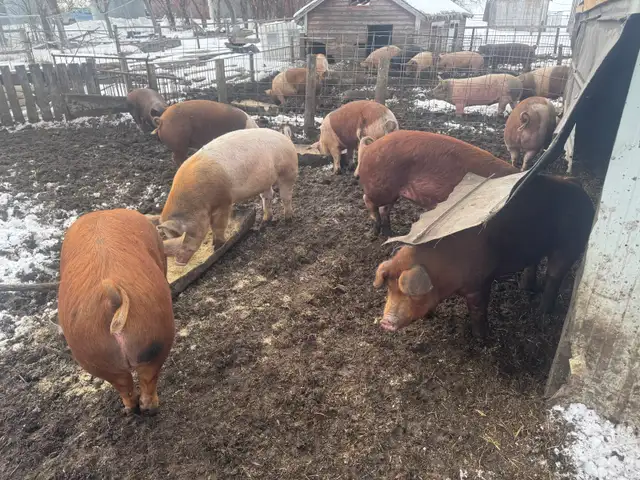 Butcher pigs - Photo 3