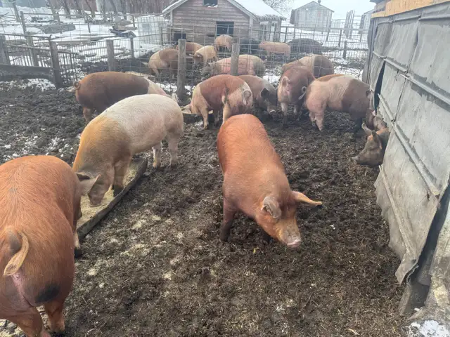 Butcher pigs - Photo 4