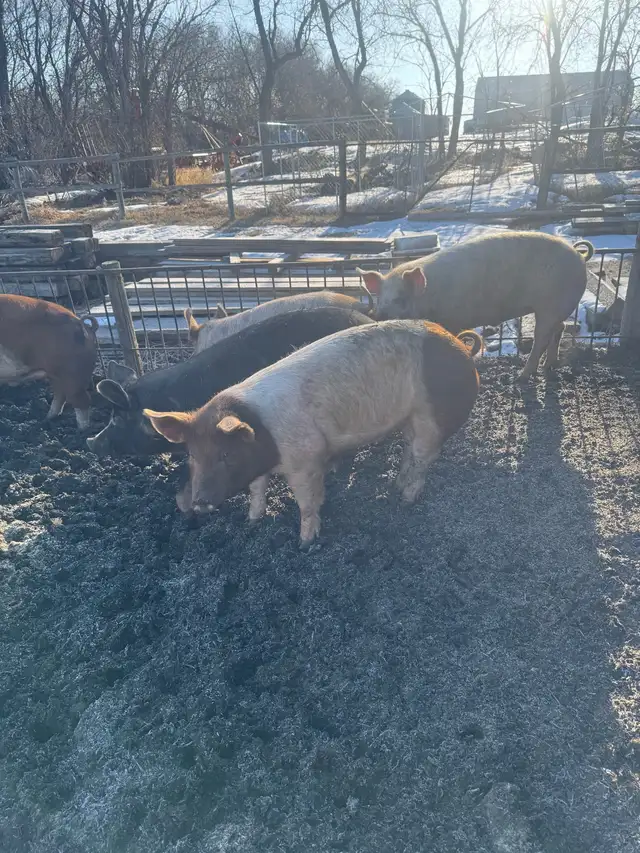 Butcher pigs - Photo 5