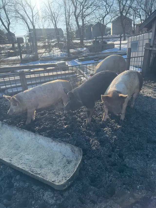 Butcher pigs - Photo 6