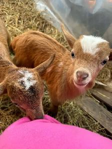 Nigerian Dwarf Bucklings