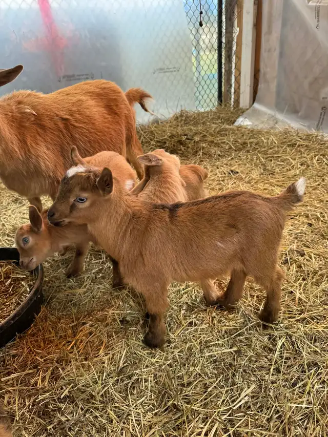 Nigerian Dwarf Bucklings - Photo 2